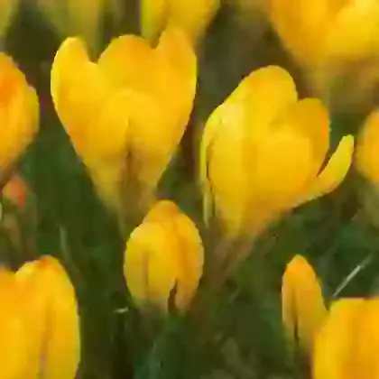 Yellow Giant